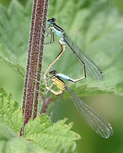 blue-tailed damselfly